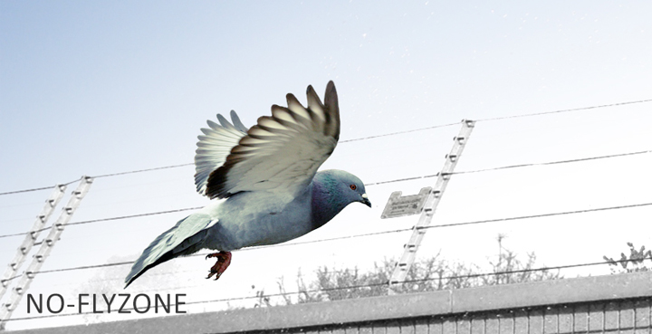 Pigeon or Bird Control