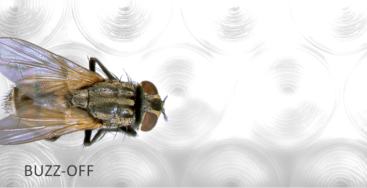 Flies Pest Control