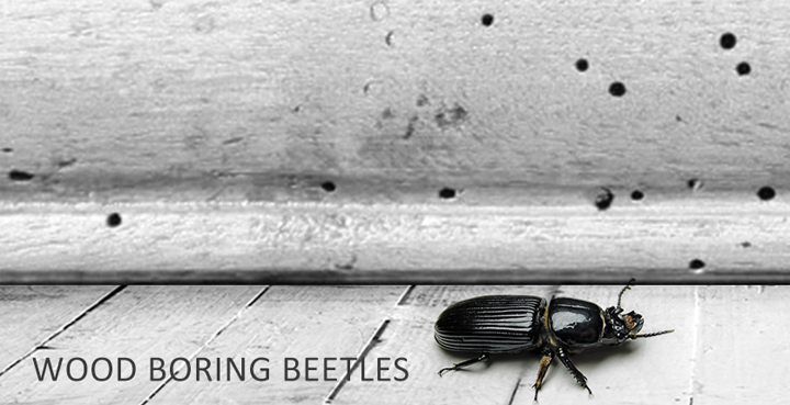 Wood Borer Pest Control